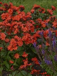 Attēlu rezultāti vaicājumam “Silene x arkwrightii Vesuvius”