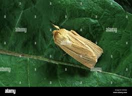 Attēlu rezultāti vaicājumam “Mythimna impura”