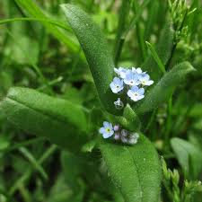Attēlu rezultāti vaicājumam “Myosotis laxa subsp. baltica leaf”
