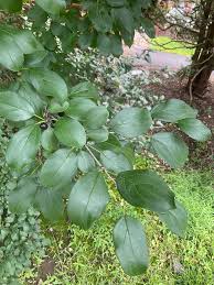 Attēlu rezultāti vaicājumam “Rhamnus cathartica”