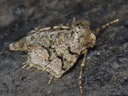 Attēlu rezultāti vaicājumam “Agriopis marginaria”