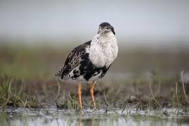 Attēlu rezultāti vaicājumam “Philomachus pugnax adult”