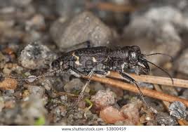 Attēlu rezultāti vaicājumam “Cicindela sylvatica”