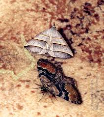 Attēlu rezultāti vaicājumam “Colobochyla salicalis”