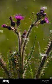 Attēlu rezultāti vaicājumam “Cirsium palustre fruit”