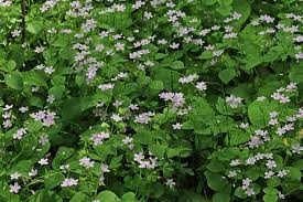 Attēlu rezultāti vaicājumam “Claytonia sibirica”
