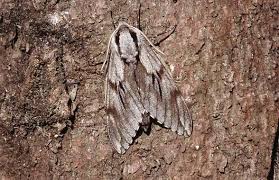 Attēlu rezultāti vaicājumam “Sphinx pinastri”