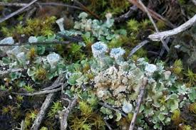 Attēlu rezultāti vaicājumam “Cladonia pyxidata”