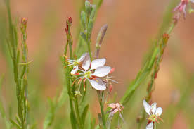 Attēlu rezultāti vaicājumam “Saussurea esthonica flower”