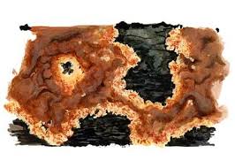 Attēlu rezultāti vaicājumam “Phellinus ferrugineofuscus”