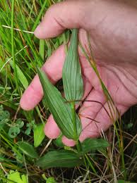 Attēlu rezultāti vaicājumam “Epipactis palustris leaf”