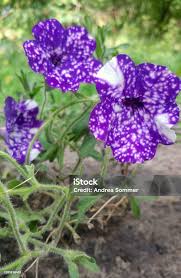 Image result for Petunie