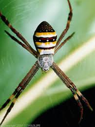 Image result for st andrews cross spider