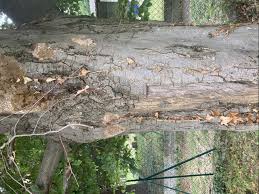 Attēlu rezultāti vaicājumam “Phellinus ferruginosus”