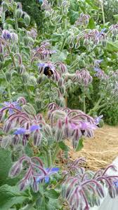 Image result for Borretsch