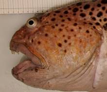 Image result for Anarhichas minor