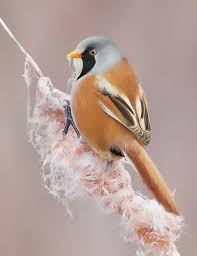 Attēlu rezultāti vaicājumam “Panurus biarmicus male”