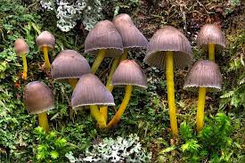 Attēlu rezultāti vaicājumam “Mycena epipterygia”