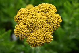 Image result for Achillea filipendulina