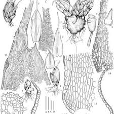 Attēlu rezultāti vaicājumam “Saelania glaucescens sporophyte”