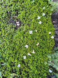 Attēlu rezultāti vaicājumam “Arenaria procera”