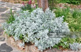 Image result for Cineraria maritima