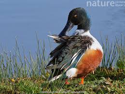 Attēlu rezultāti vaicājumam “Anas clypeata”