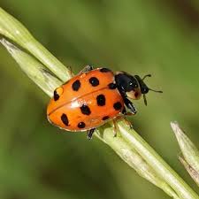 Attēlu rezultāti vaicājumam “Hippodamia tredecimpunctata”