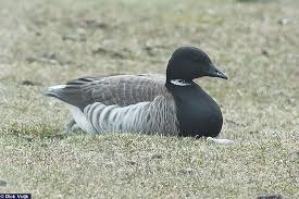 Attēlu rezultāti vaicājumam “Branta bernicla”