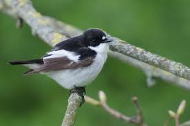 Attēlu rezultāti vaicājumam “Ficedula hypoleuca male”