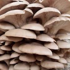 Attēlu rezultāti vaicājumam “Pleurotus ostreatus”