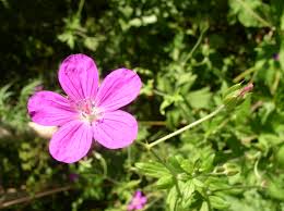 Attēlu rezultāti vaicājumam “Geranium palustre leaf”