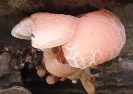 Attēlu rezultāti vaicājumam “Rhodotus palmatus”