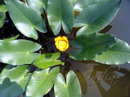 Attēlu rezultāti vaicājumam “Nuphar lutea flower”