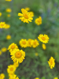 Attēlu rezultāti vaicājumam “Anthemis tinctoria”
