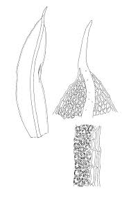 Attēlu rezultāti vaicājumam “Tortula subulata”