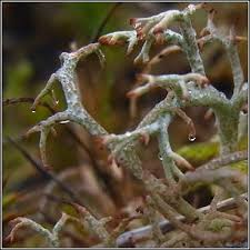 Attēlu rezultāti vaicājumam “Cladonia ciliata”