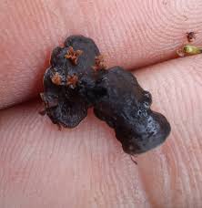 Attēlu rezultāti vaicājumam “Chlorencoelia versiformis”