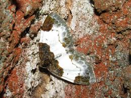 Attēlu rezultāti vaicājumam “Mesoleuca albicillata”