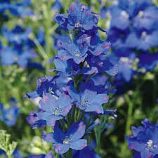 Image result for Delphinium