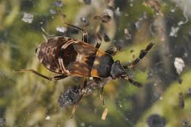 Attēlu rezultāti vaicājumam “Scolopostethus thomsoni”