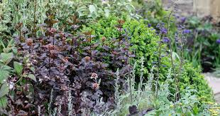 Attēlu rezultāti vaicājumam “Physocarpus opulifolius”