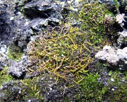 Attēlu rezultāti vaicājumam “Anastrophyllum minutum”