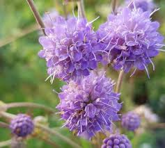 Image result for Succisella inflexa