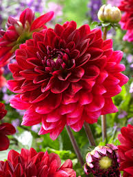 Image result for Dahlia `Red Skin`