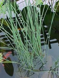 Attēlu rezultāti vaicājumam “Juncus inflexus bud”