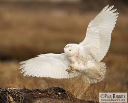 Image result for Bubo scandiacus