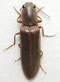 Attēlu rezultāti vaicājumam “Athous sp.”