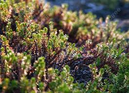 Attēlu rezultāti vaicājumam “Empetraceae”