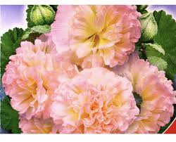 Image result for Alcea rosea `Appleblossom`